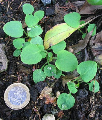 Meconopsis_Aussaat_Sommer_2006__1.jpg