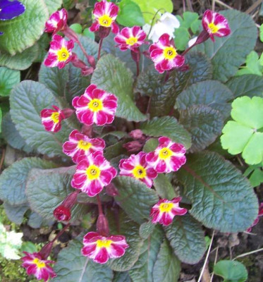 100_6846 Dark Rosalee.jpg