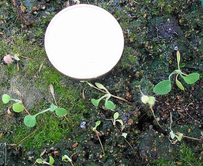 Meconopsis_Aussaat_Sommer_2006__2.jpg