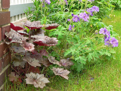Geranium.jpg