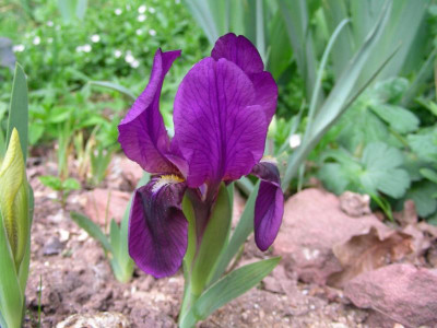 Iris lutescens DSCN9000.JPG