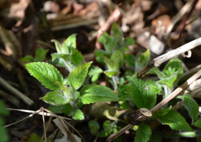 Strobilanthes,17-1.jpg