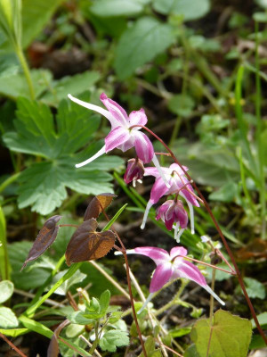 2017-04-13 Epimedium 'Chris Norton'.jpg
