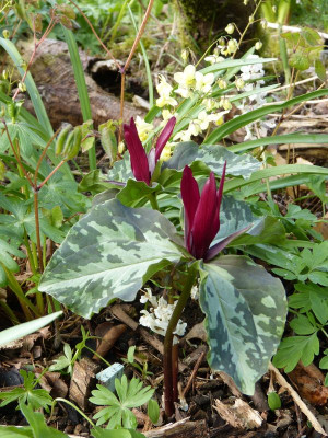 2017-04-13 Trillium.jpg