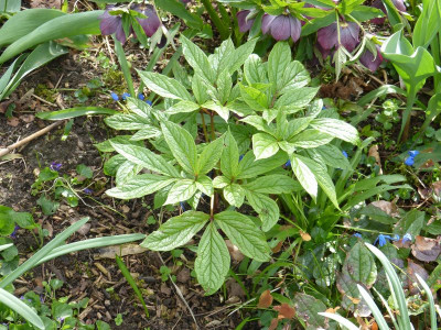2017-04-13 Paeonia mairei.jpg