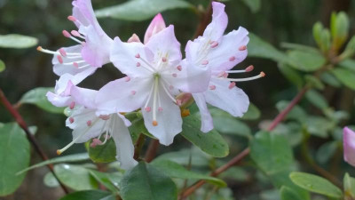 WP_20170413_018 Rhododendron racemosum Bu280.jpg