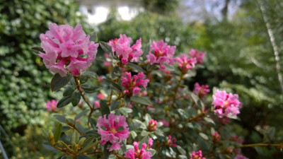 WP_20170413_023 Rhododendron primuliflorum Doker La.jpg