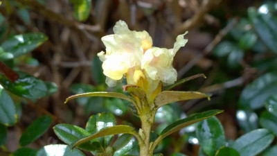 WP_20170413_033 Rhododendron anthopogon ssp.hypenanthum Annapurna SSW 9090.jpg