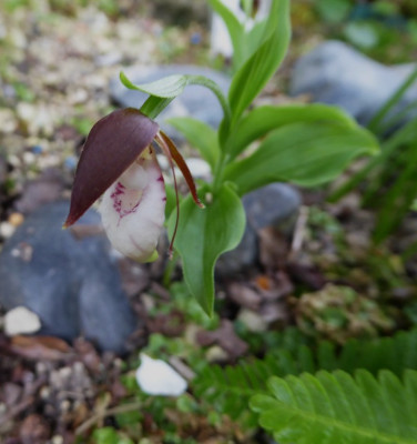 Cyripedium plectrochilum  ...   13.4.17 014.jpg