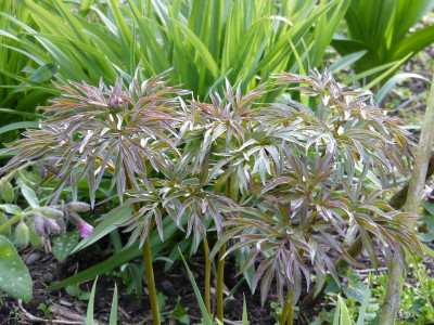 2017-04-13 Paeonia tenuifolia x mascula.jpg