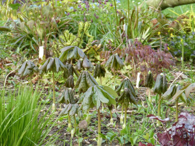 2017-04-13 Podophyllum peltatum.jpg