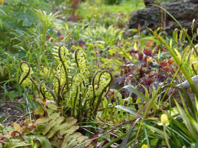 2017-04-13 Gartenimpressionen 1.jpg