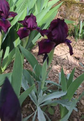 Iris aphylla.jpg