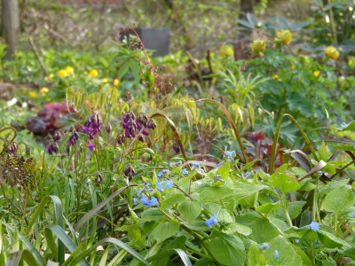 2017-04-13 Gartenimpressionen 3.jpg