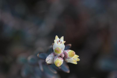 Leucopogon suaveolens Detail.jpg
