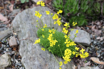 Draba bryoides var. imbricata 13.04.17.jpg