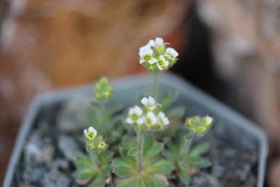 Draba antarctica 13.04.17.jpg