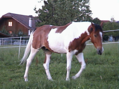 Lightning_Star2.jpg