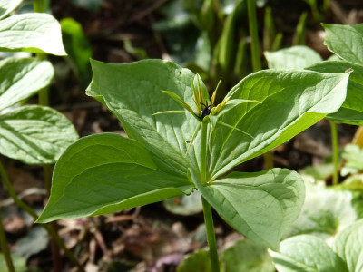2017-04-14 Paris quadrifolia.jpg