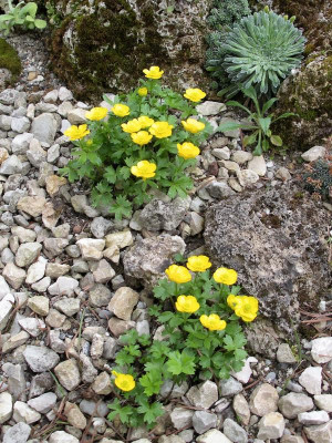Ranunculus montanus Rotters Gold 14.04,17.JPG