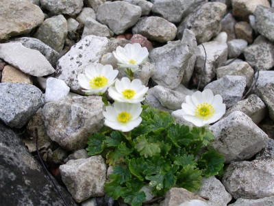 Ranunculus alpestris 11.04.17.JPG