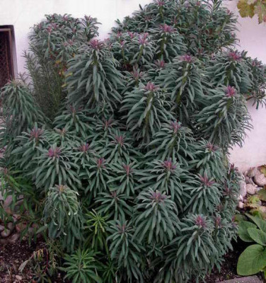 Euphorbia_1_2006-12-03.JPG