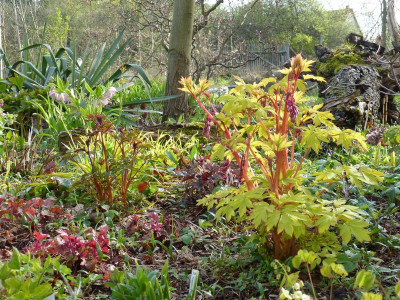 2017-04-14 Gartenimpressionen 2.jpg