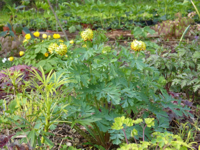 2017-04-14 Corydalis nobilis.jpg