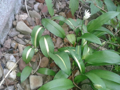 20170414_123726.jpg