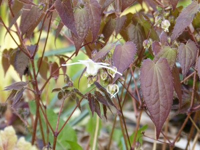 2017-04-13 Epimedium koreanum 'Typ Luckhardt'.jpg