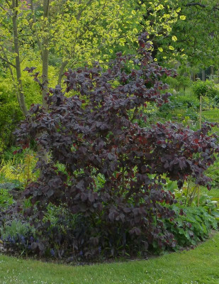 2016-05-17 Corylus avellana 'Red Majestic'.jpg