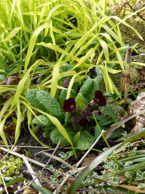 2017-04-14 Primula 'Garnet Cowichan'.jpg