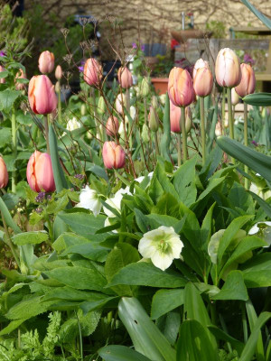 2017-04-14 Tulpen 2.jpg