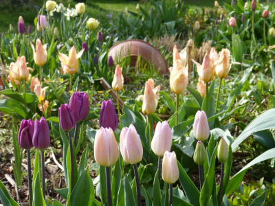 2017-04-14 Tulpen.jpg