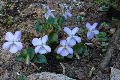 V. riviniana_Ga_280.jpg
