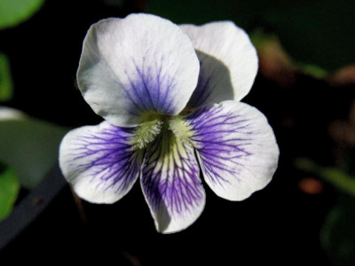 V. sororia_Ga_RIMG2007.JPG