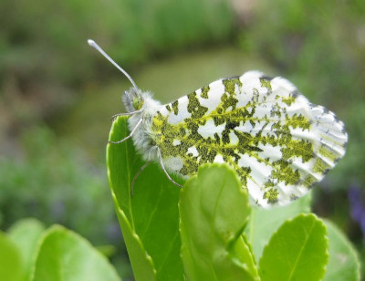 012 Schmetterling.jpg