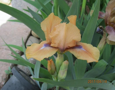 IMG_2801 small.jpg