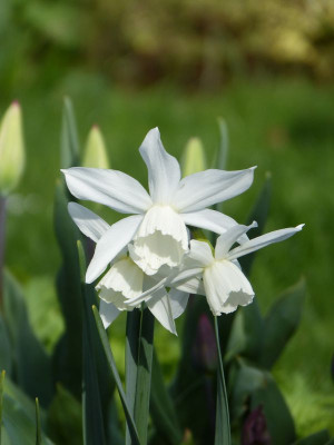 2017-04-14 Narcissus.jpg