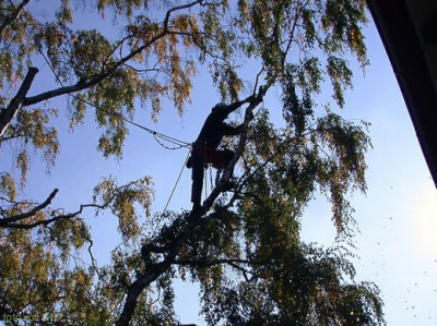 Birkenfallung_3.jpg