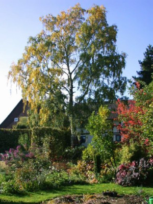 Birkenfallung_4.jpg