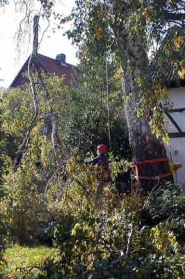 Birkenfallung_6.1.jpg