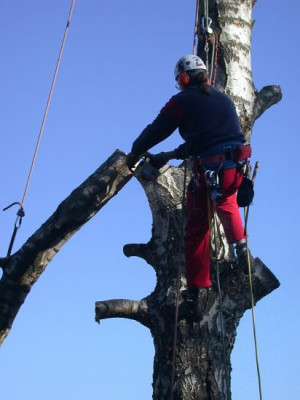 Birkenfallung_9001.jpg