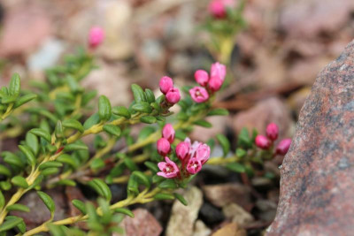 Kalmia procumbens 14.04.17.jpg