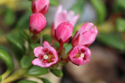 Kalmia procumbens Detail 14.04.17.jpg