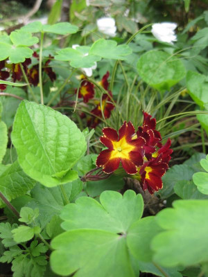 037 Primula.jpg