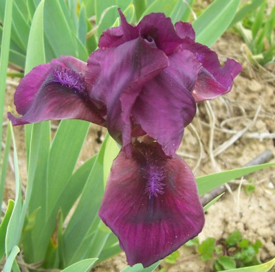 100_6865 Iris weinrot.jpg