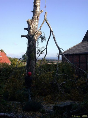 Birkenfallung_11.jpg