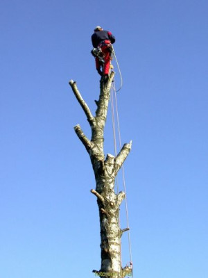 Birkenfallung_12.jpg