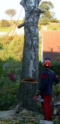 Birkenfallung_14.jpg